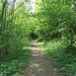 Paseos por los bosques de Viena